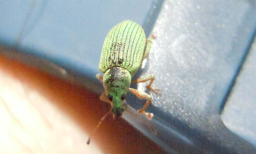 Polydrusus formosus